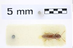 Foto (Dorsalansicht) von Glyphonyx quadricollis (Fleutiaux, 1941) (NHMW-ZOO-COL-0008434)